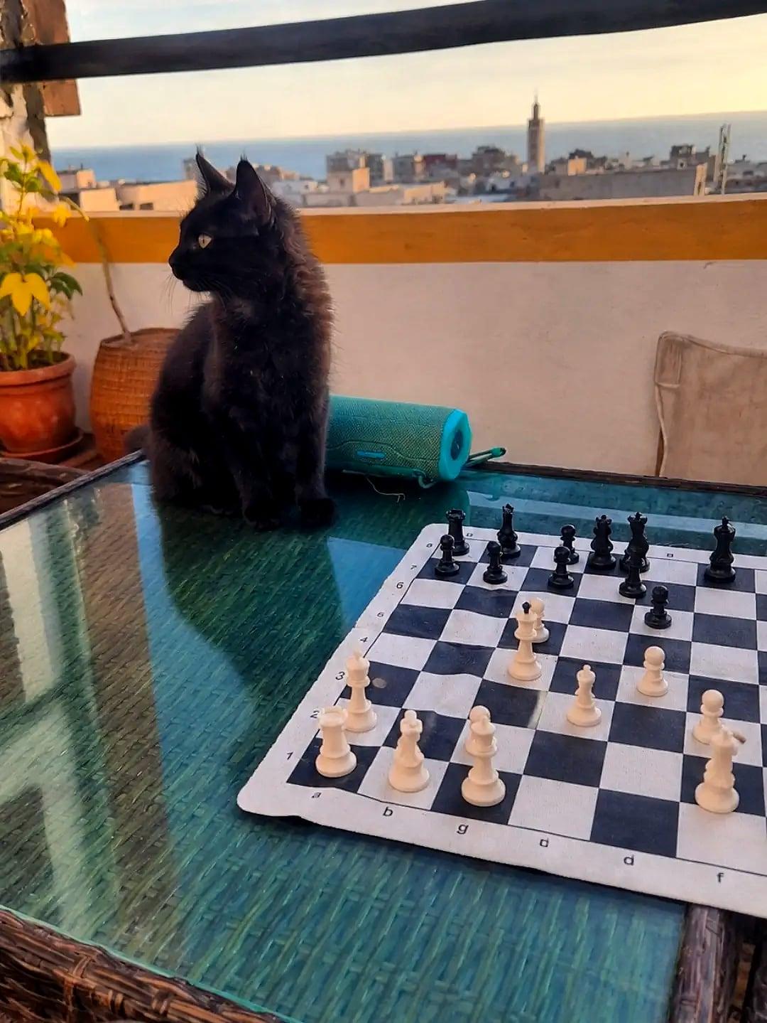 Rico the cat overseeing a chess match on the Azul Berg rooftop, the town and ocean behind him