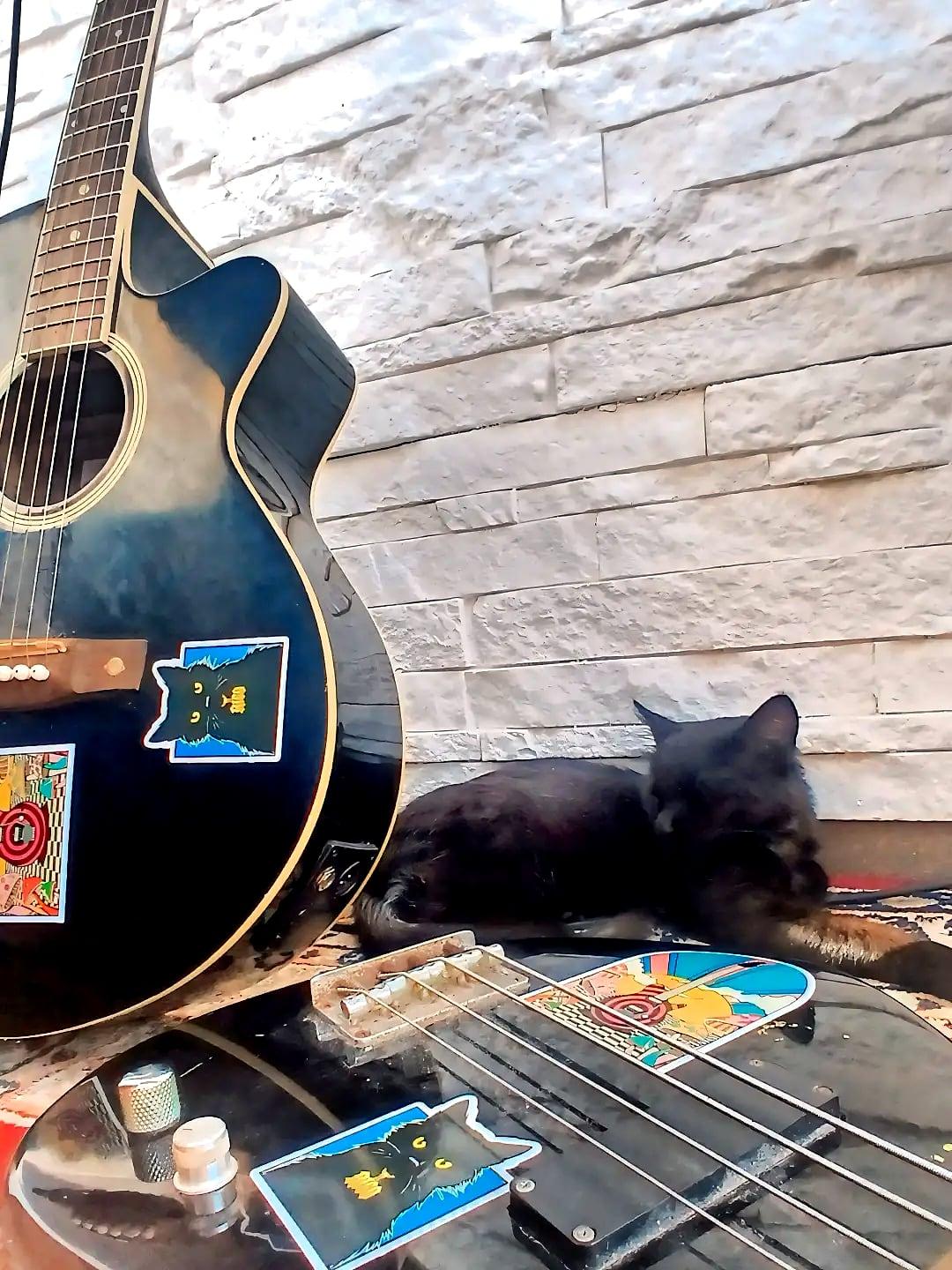 Rico napping beside the guitars at Azul Berg