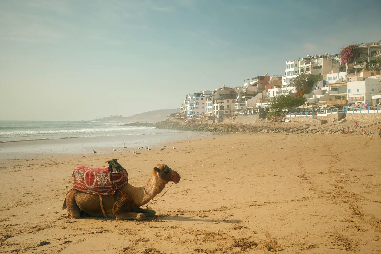 Un camello ensillado descansa en la playa dorada al norte de Agadir, Marruecos, con casas del pueblo sobre la orilla
